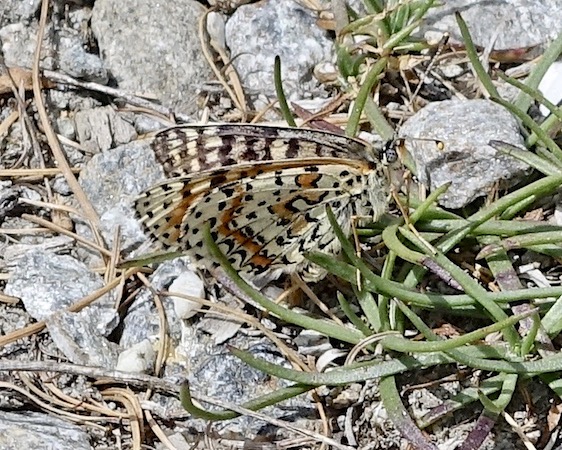 spotted fritillary